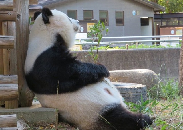 28岁的旅日大熊猫“旦旦”回“熊猫星”了