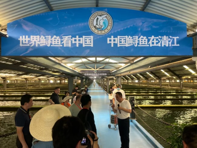 “鲟鱼上岸” 湖北宜都奏响生态“变奏曲”